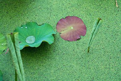 《信长之野望：新生with威力加强版》上市宣传片赏